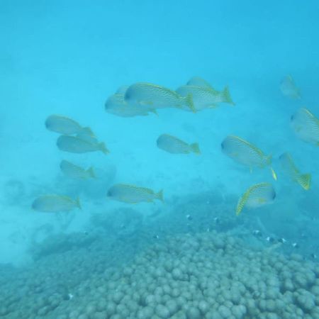 Wasini Raha Snorkeling And Diving Apartment Exterior photo