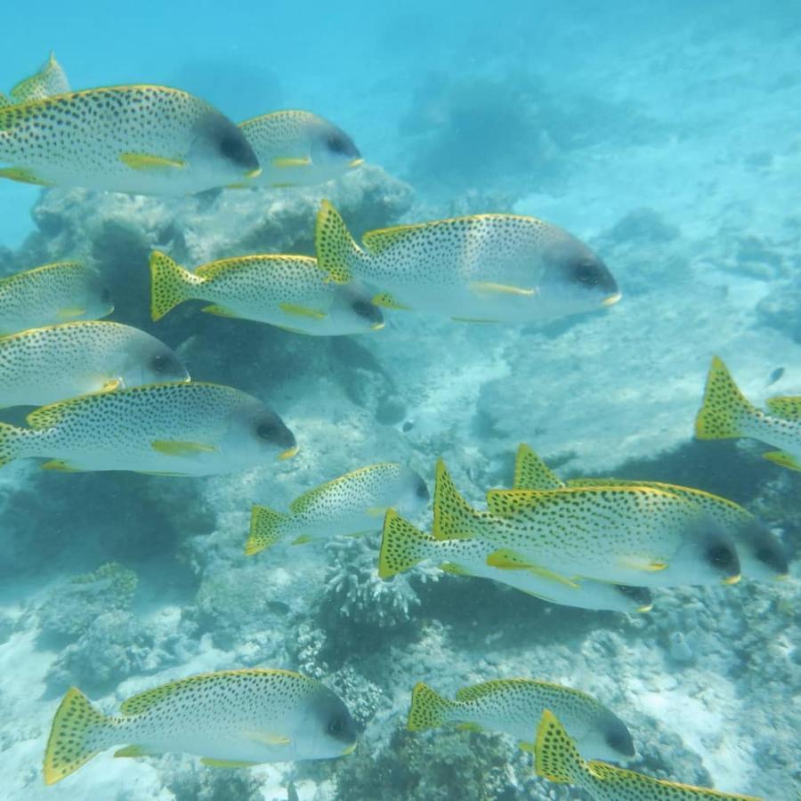 Wasini Raha Snorkeling And Diving Apartment Exterior photo