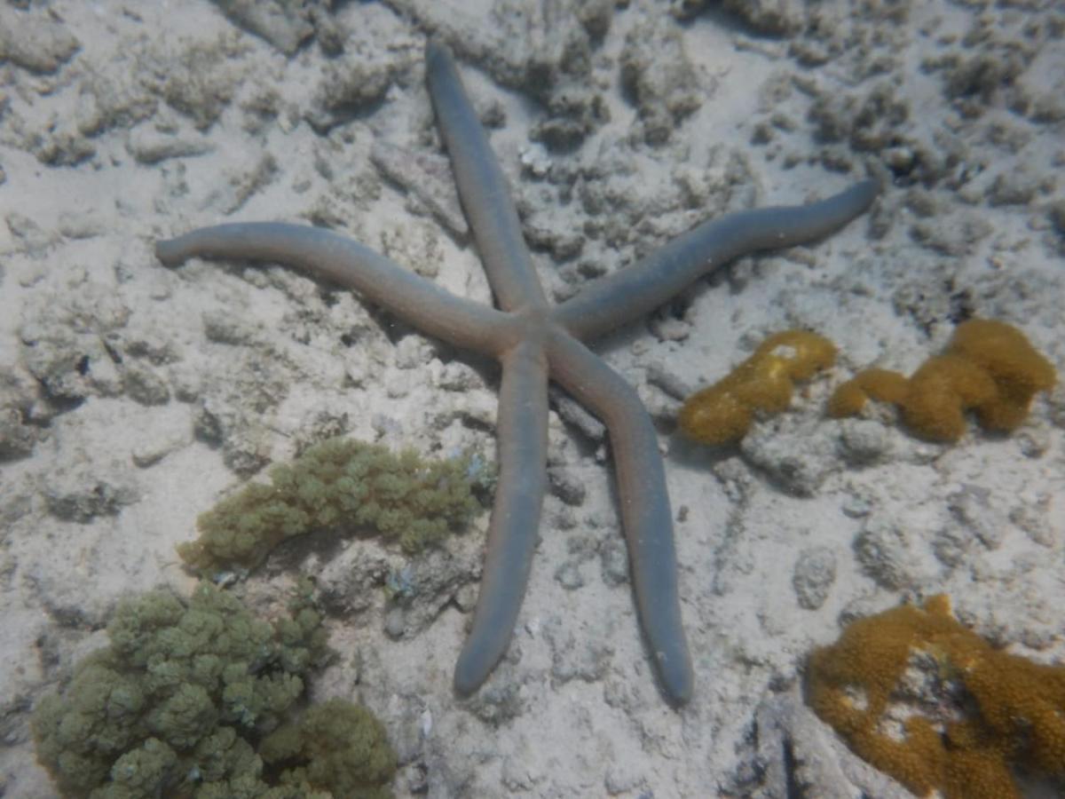 Wasini Raha Snorkeling And Diving Apartment Exterior photo