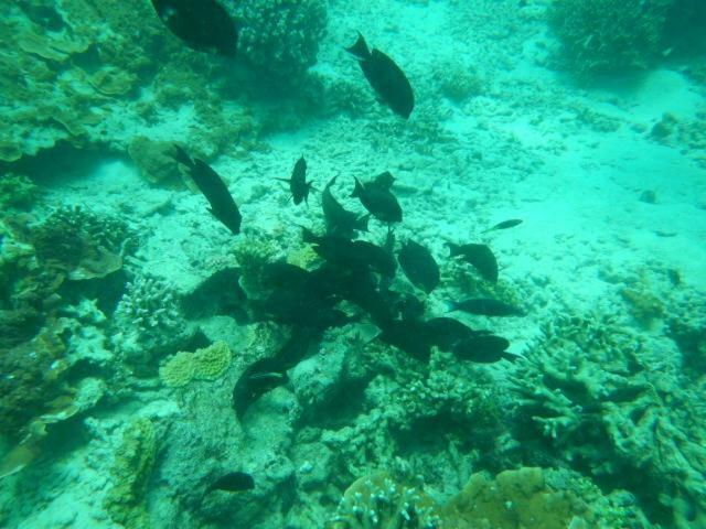 Wasini Raha Snorkeling And Diving Apartment Exterior photo